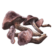 Redflesh Mushroom