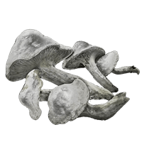 Whiteflesh Mushroom